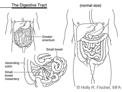 digestivetrack